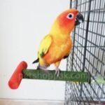 68522271 1098819236981097 2398146902991306752 n