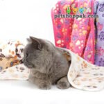 Warm Paw Blanket for Pets